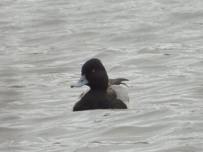 Thumbnail of Lesser Scaup